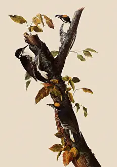 Woodpeckers: Woodpeckers