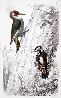 Woodpeckers: TWO WOODPECKERS