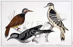 Villosus: THREE WOODPECKERS