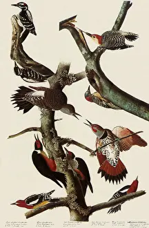 Varius: Woodpeckers, Flicker & Sapsucker