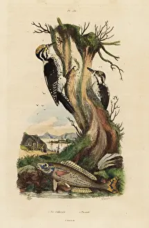 Fries: Woodpeckers and picarel