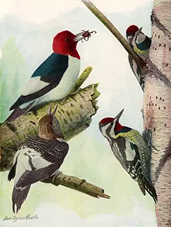 Agassiz: Woodpeckers, Sapsuckers