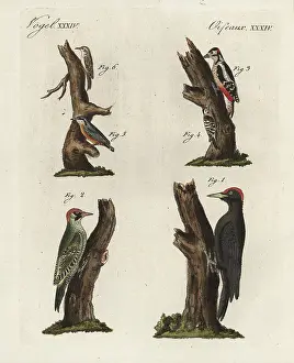 Martius: Woodpeckers, treecreeper and nuthatch