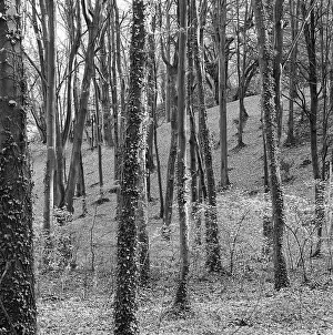 Chesham: Woods at Chesham Bois