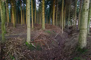 Haut: Woods of the Haut Chevauchee
