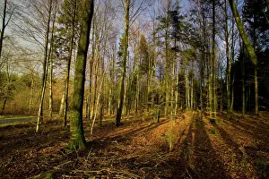 Haut: The woods of the Haut Chevauchee - Argonne