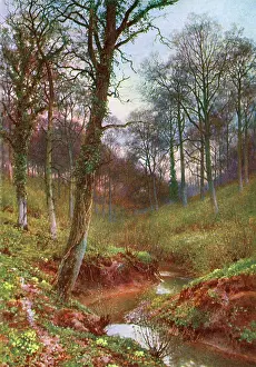 Ockley: WOODS NEAR OCKLEY 1906