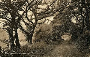 Austell: The Woods, Pentewan, Cornwall