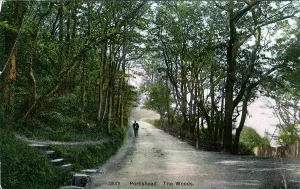 Portishead: The Woods, Portishead, Somerset