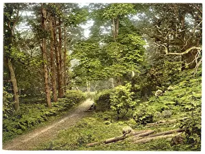 Sheringham: In the woods, Sheringham, England