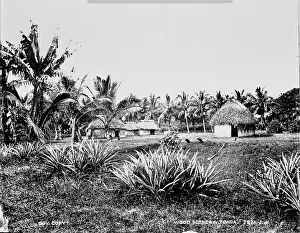 Tonga: Woods at Tongataboo, Friendly Islands
