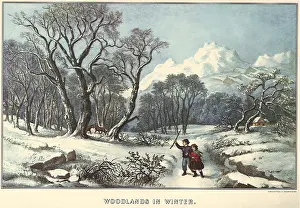 Wolves: Woods in Winter