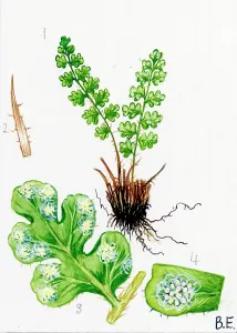 Alpina: Woodsia alpina