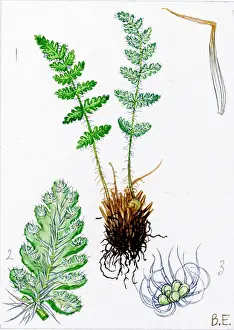 Rusty: Woodsia ilvensis