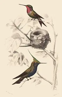 Breasted: A Woodstar and a Plovercrest