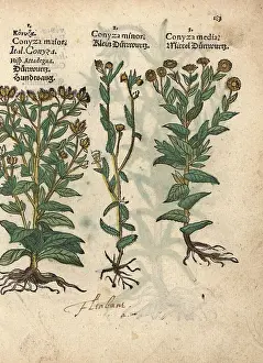 Maior: Woody fleabane, Dittrichia viscosa, and false