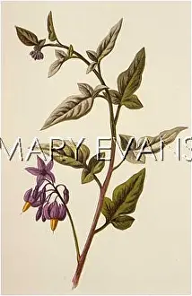 Belladonna: WOODY-NIGHTSHADE