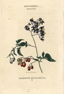 Dulcamara: Woody nightshade, Solanum dulcamara