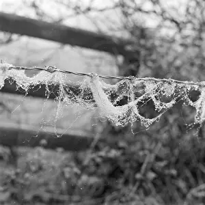 Barbwire: Wool on barbed wire