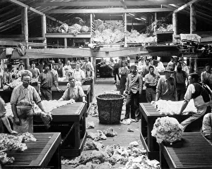 Storing: Wool sorting and classing, Burrawang, Australia