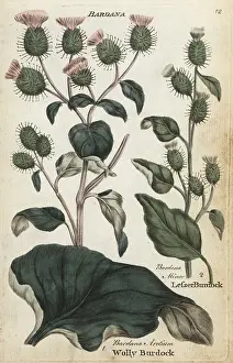 Burdock: Woolly burdock and lesser burdock