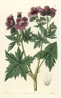 Lindley: Woolly-flowered geranium, Geranium erianthum