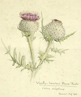 Thistles: Woolly-headed Plume Thistle