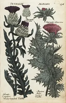 Hamiltons: Woolly headed thistle and milk or lady's thistle
