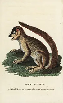 Indri: Woolly lemur or indri, Lemur laniger
