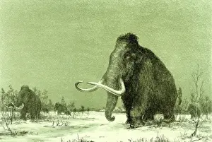 Proboscidean: Woolly Mammoth