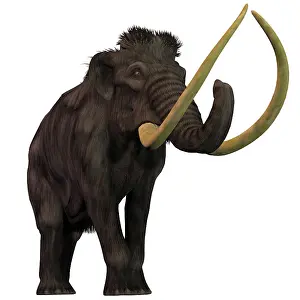Mastodon: The Woolly Mammoth