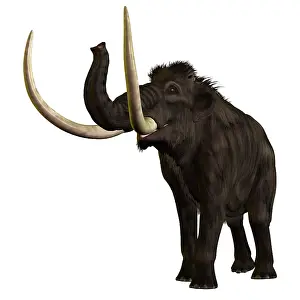 Mastodon: Woolly Mammoth