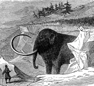 1779: Woolly mammoth approximately 9ft high and 16ft