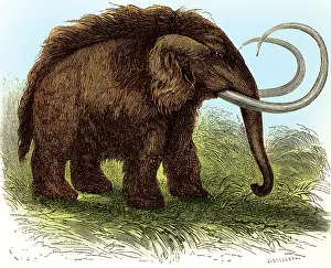 Mammuthus: Woolly Mammoth, Illustration
