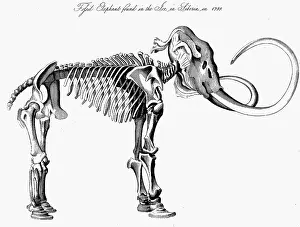 Approximately: Woolly Mammoth (Mammuthis) skeleton, approximately