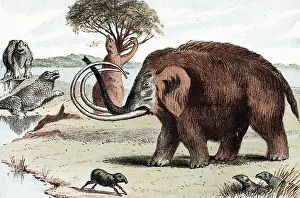 Mammuthus: Woolly Mammoth (Mammuthus) extinct genus of elephant