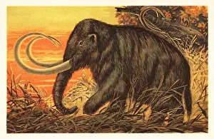 F. John: Woolly mammoth, Mammuthus primigenius