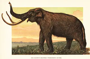 Holocene: Woolly mammoth, Mammuthus primigenius