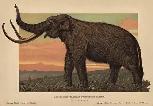 Primigenius: Woolly mammoth, Mammuthus primigenius, Elephas