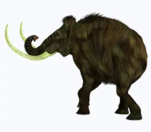 Mastodon: Woolly mammoth, side profile on white background