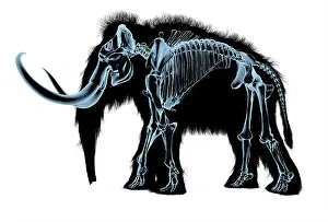 Bones: Woolly mammoth skeleton, x-ray effect on white background