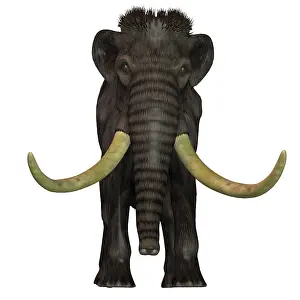 Mastodon: Woolly Mammoth, front view