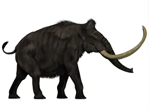 Mastodon: Woolly Mammoth, side view