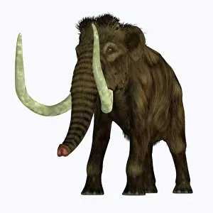 Mastodon: Woolly mammoth, front view on white background