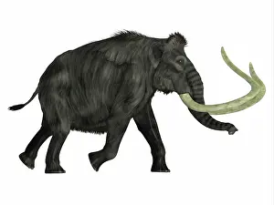 Mastodon: Woolly mammoth walking, side view on white background