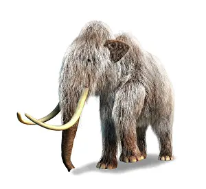 Mastodon: Woolly Mammoth, white background