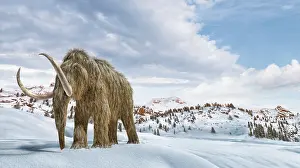 Mastodon: Woolly mammoth in a winter scene environment