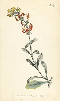 William Curtis: Woolly manulea, Manulea tomentosa