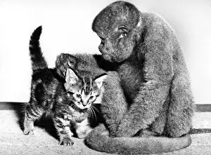 Monkeys: Woolly Monkey and Kitten