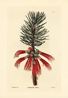 Silky: Woolly net-bush, Calothamnus villosus